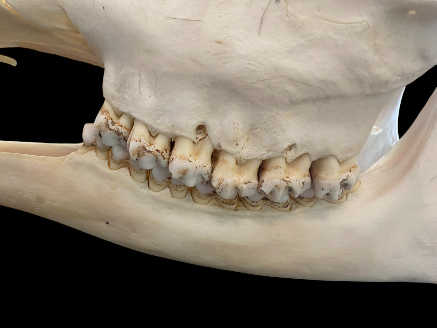 Genuine African Giraffe Skull