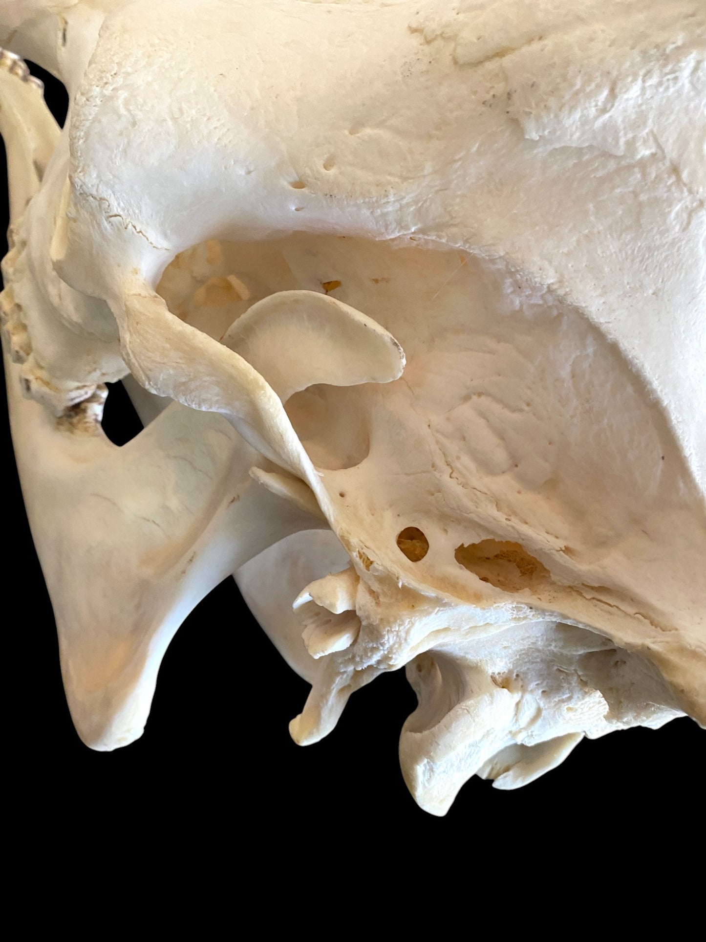 Genuine African Giraffe Skull