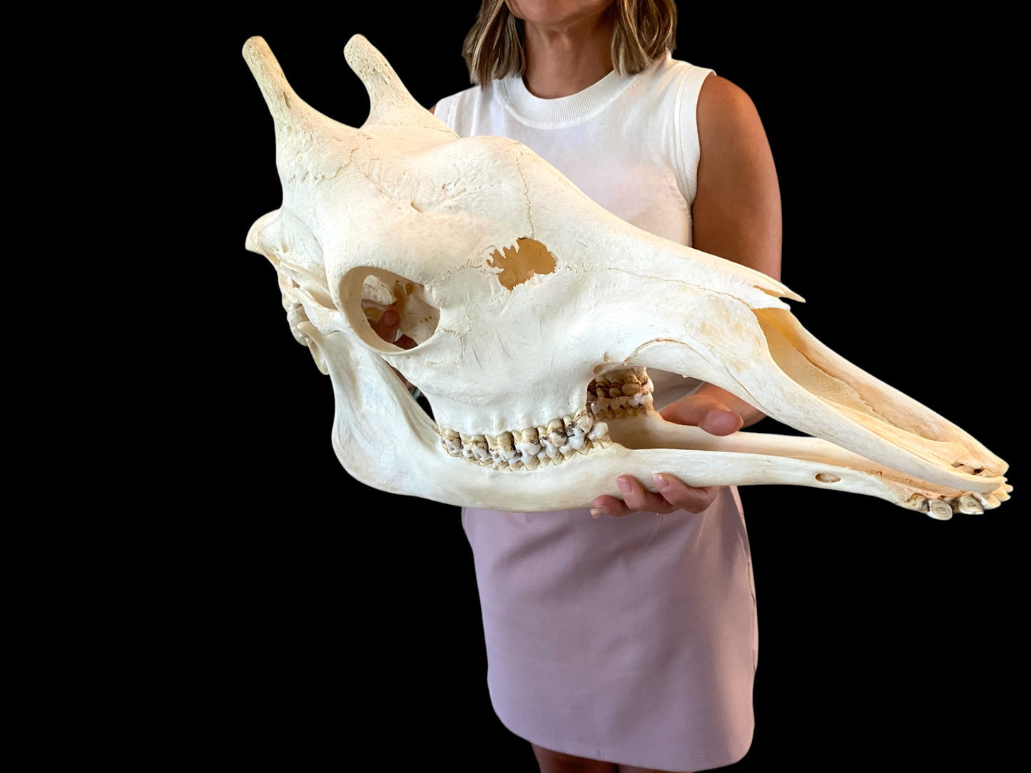 Genuine African Giraffe Skull