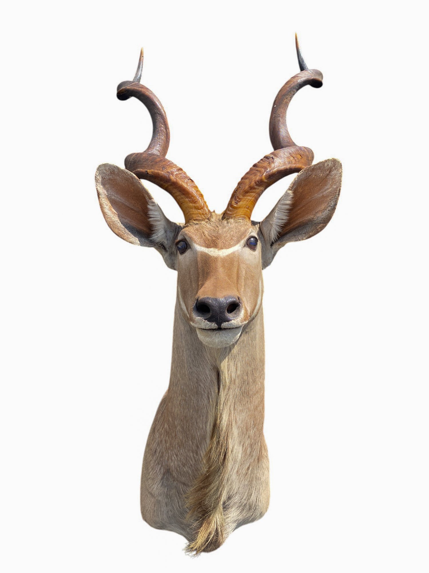 african kudu shoulder mount