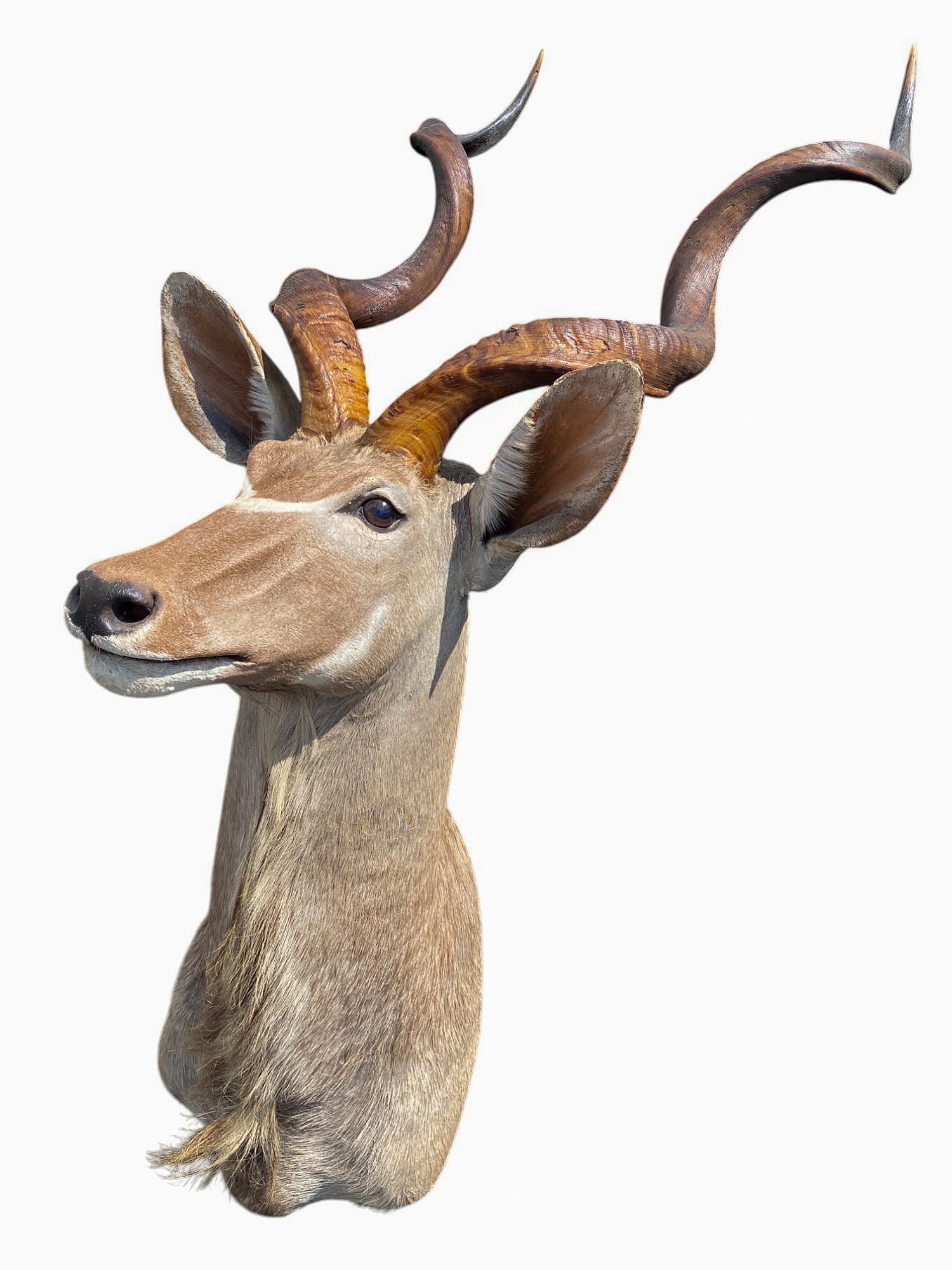 african kudu shoulder mount