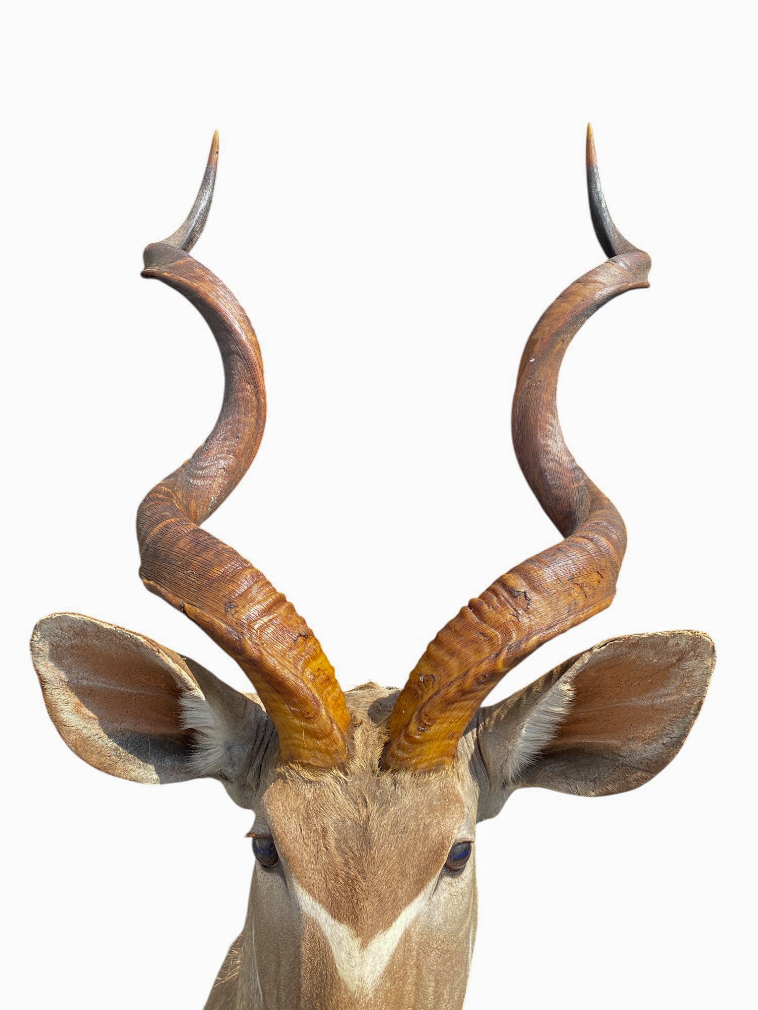 african kudu shoulder mount
