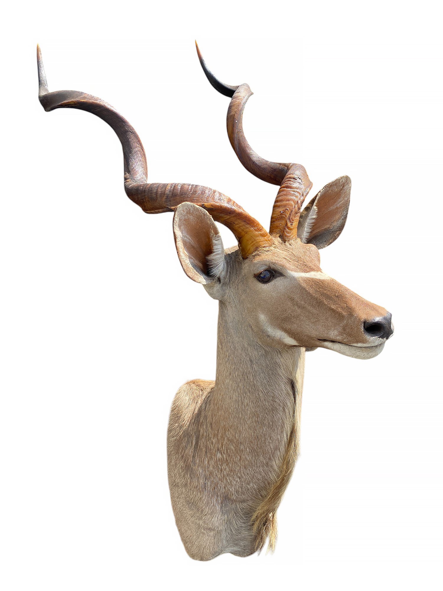 african kudu shoulder mount