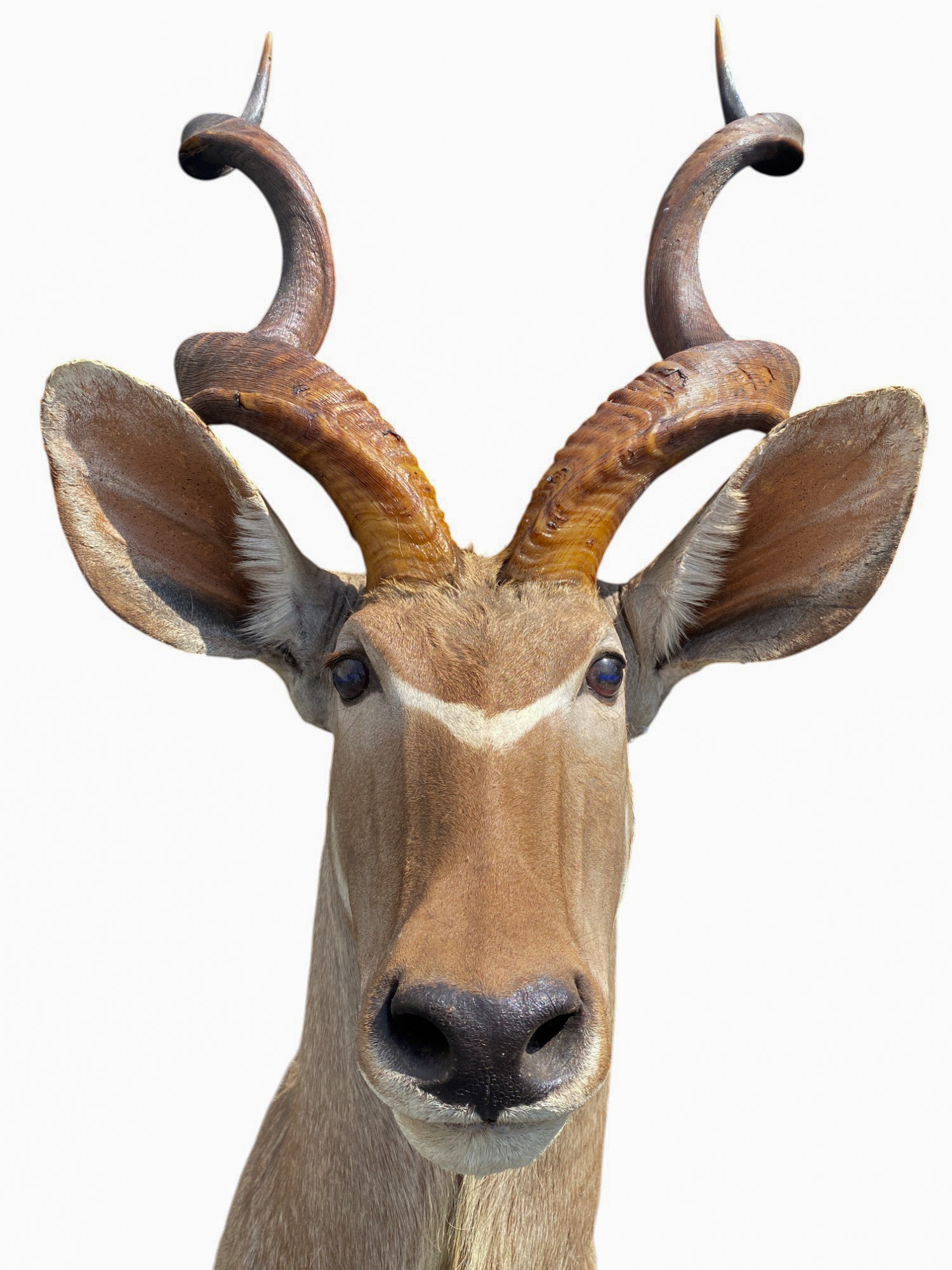 african kudu shoulder mount