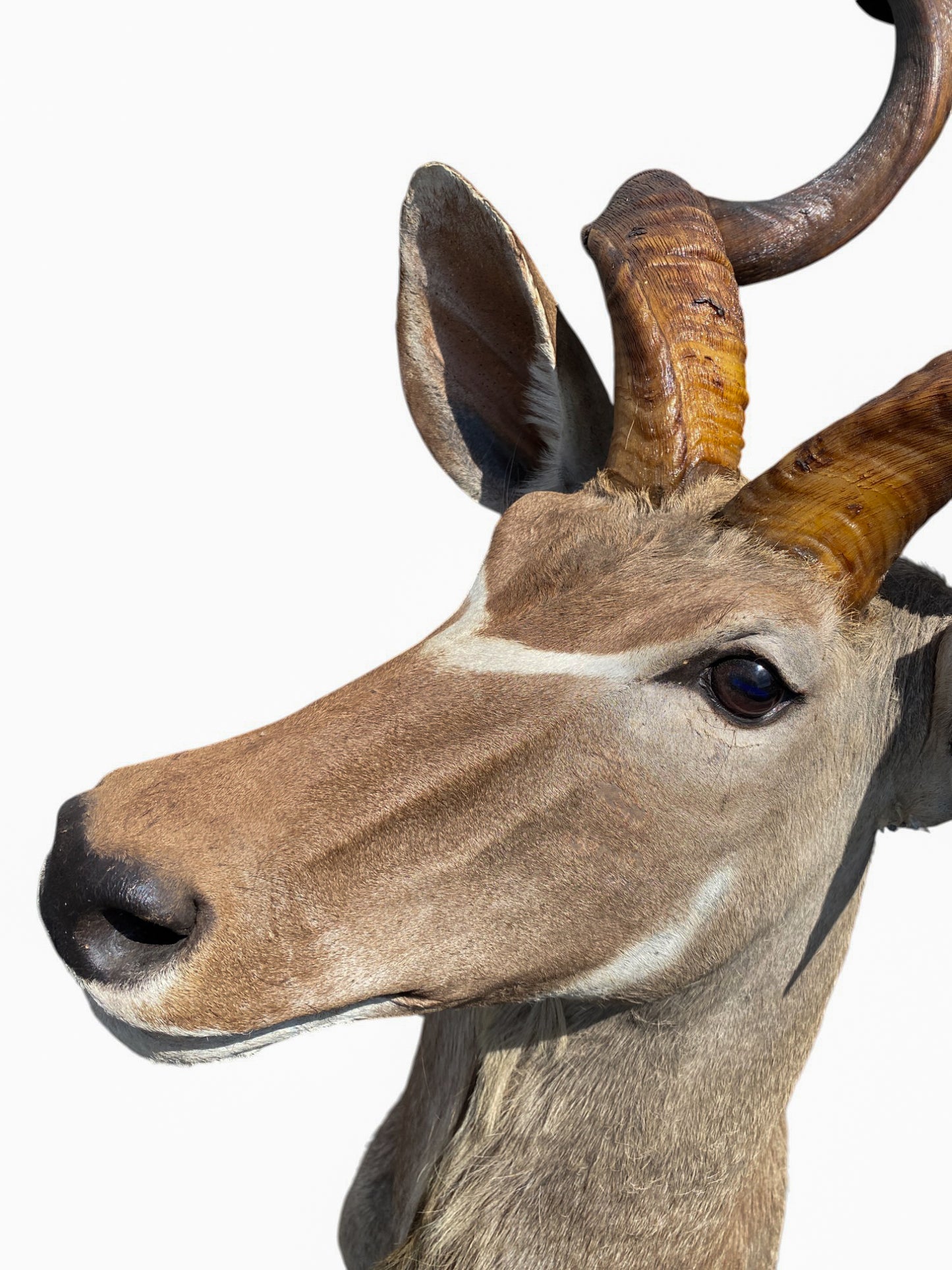 african kudu shoulder mount