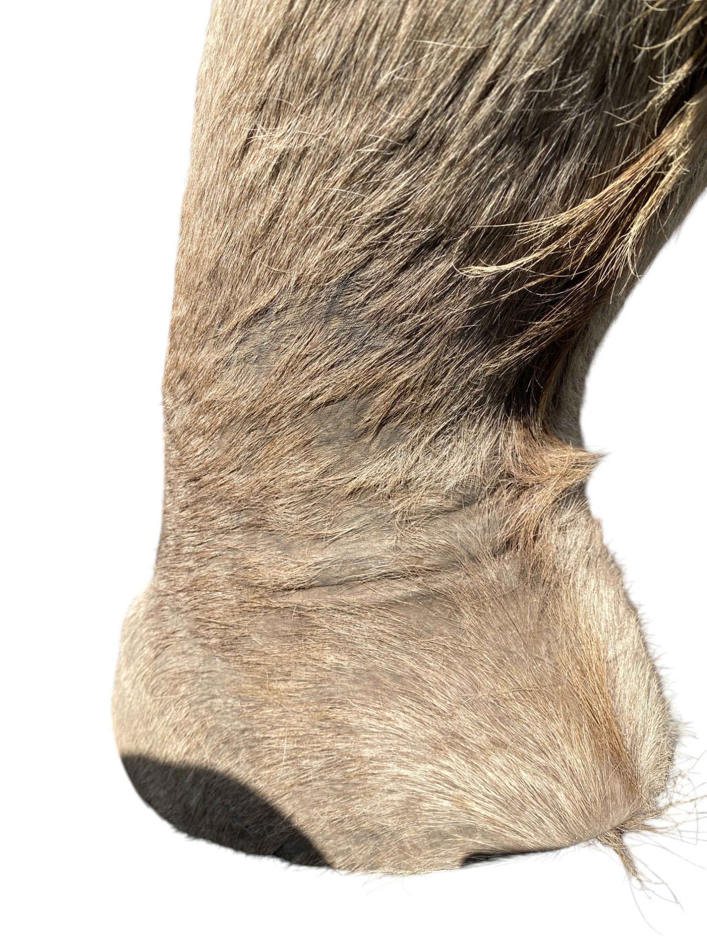 african kudu shoulder mount