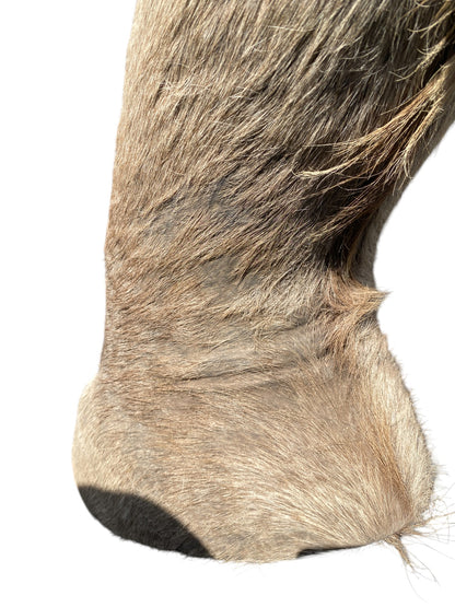 african kudu shoulder mount
