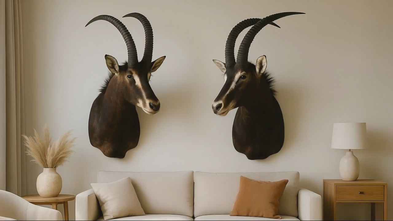 Load video: Outsourcesol - African Taxdermy and Zebra hides