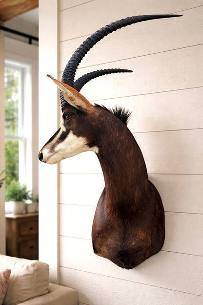 African Sable Taxidermy Mount