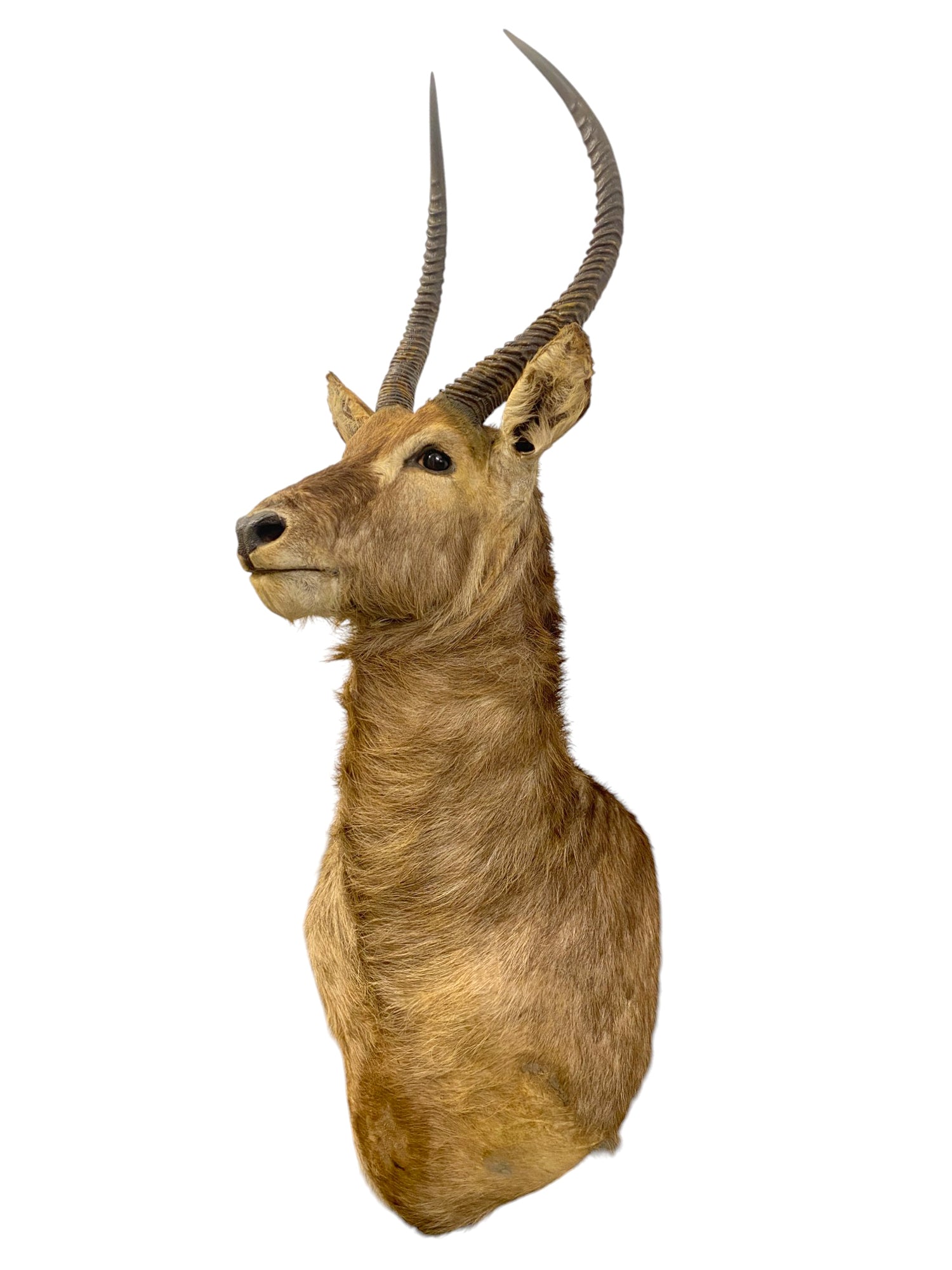 waterbuck shoulder mount 1
