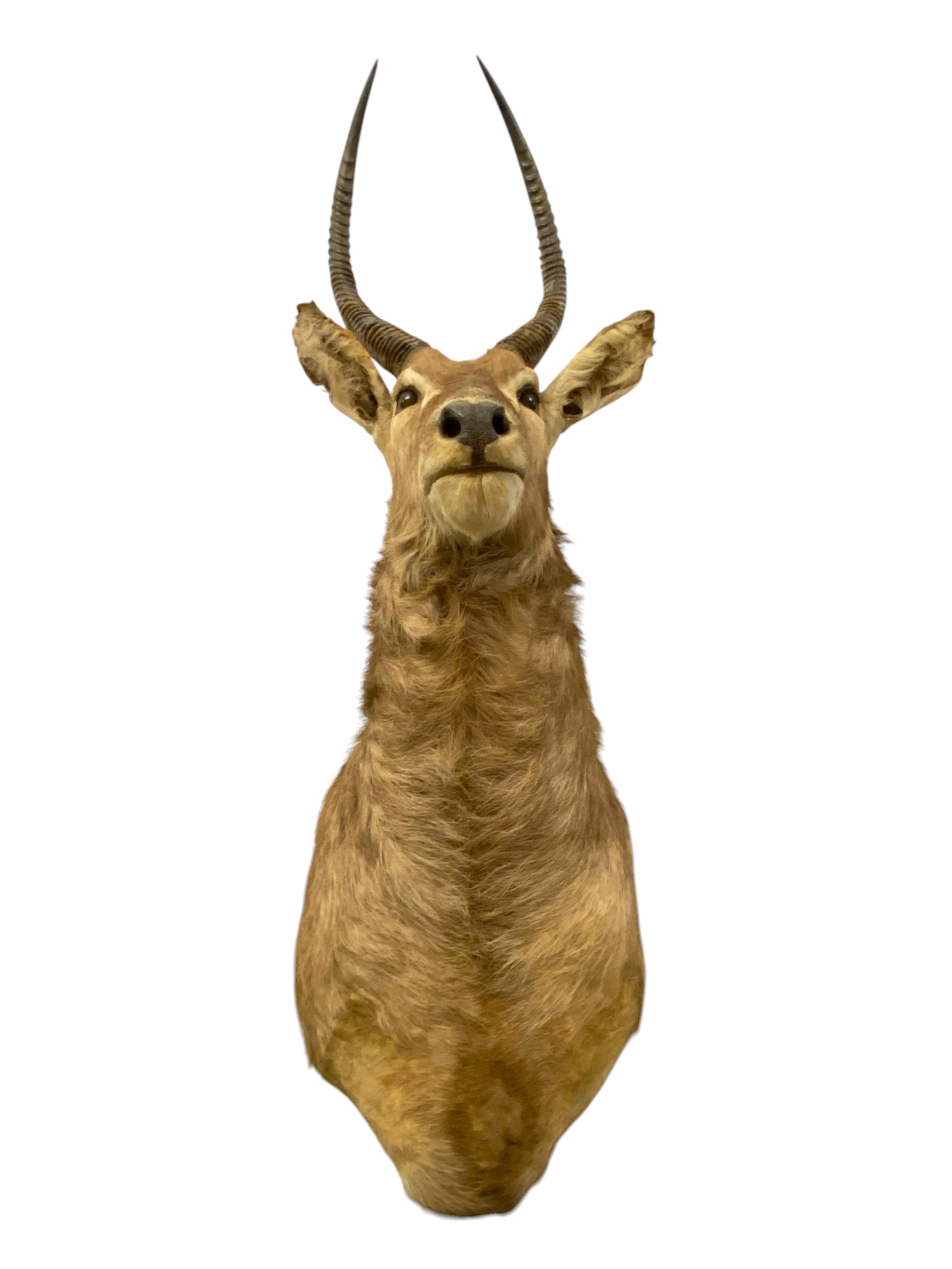 waterbuck shoulder mount 2