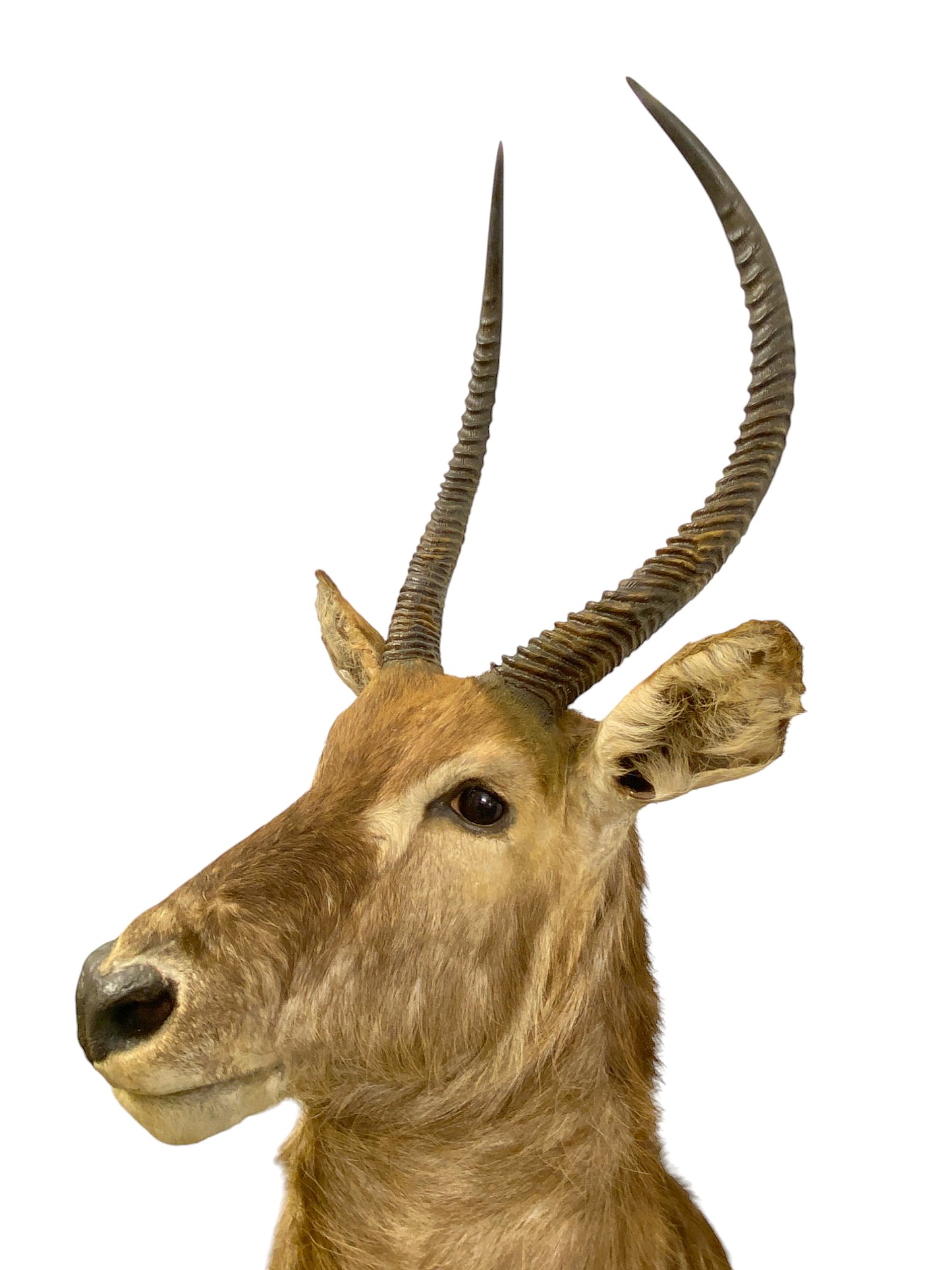 waterbuck shoulder mount 3