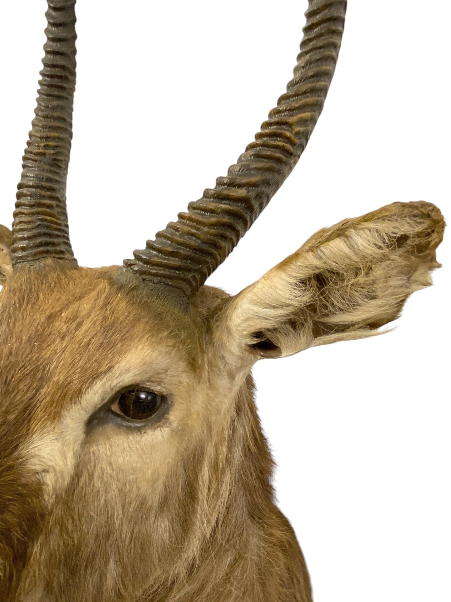 waterbuck shoulder mount 4