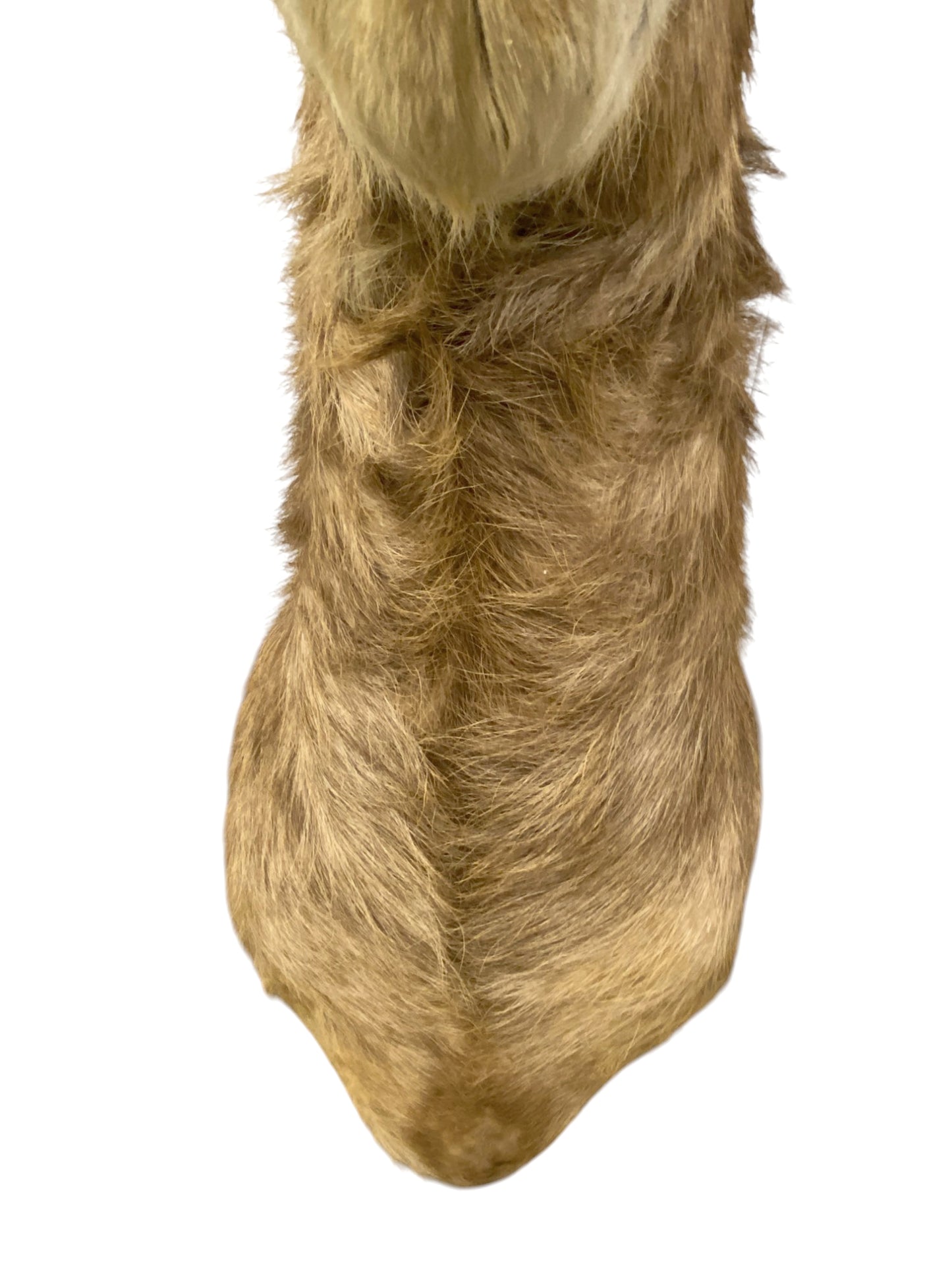 waterbuck shoulder mount 1