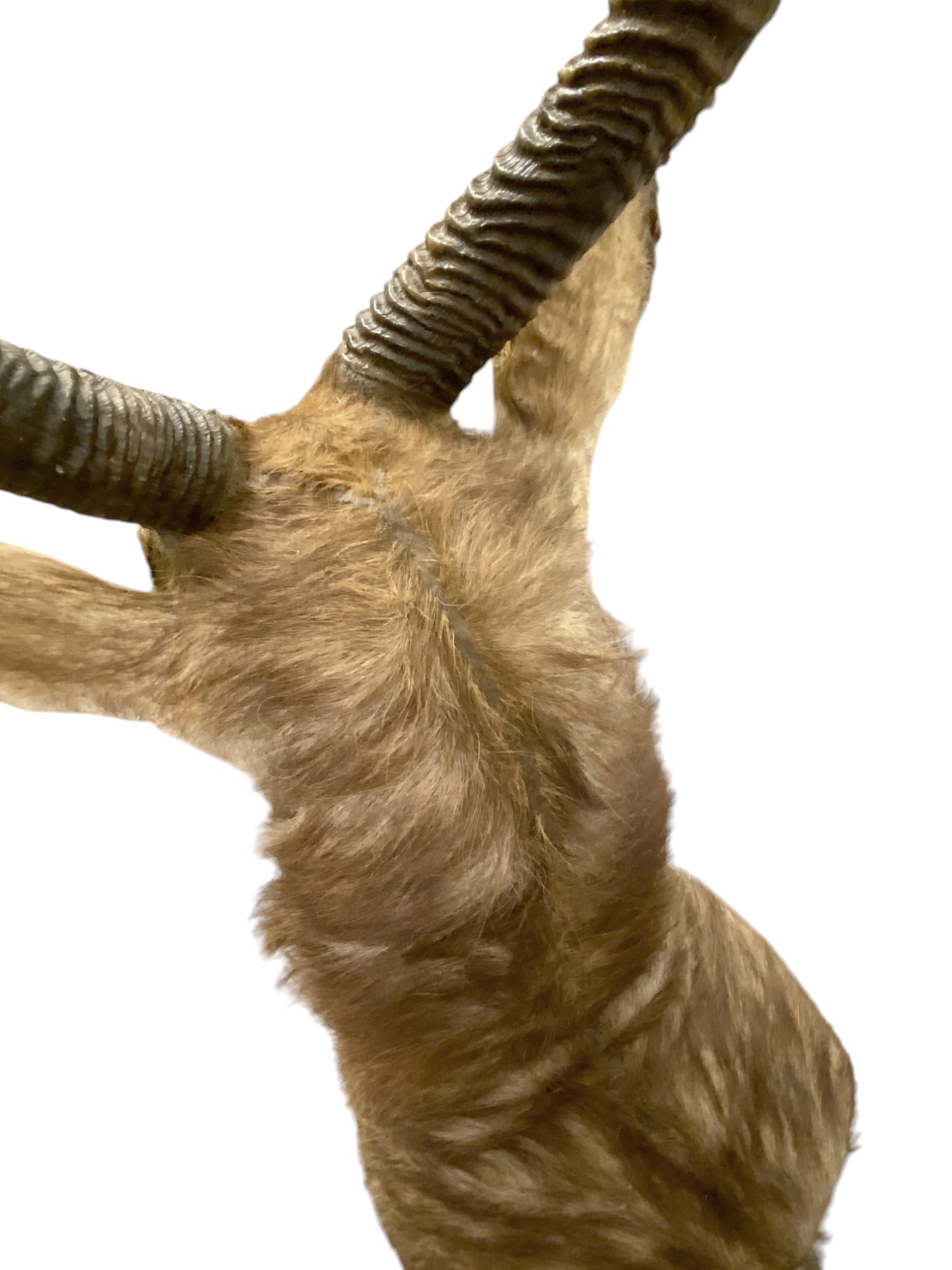 waterbuck shoulder mount 6