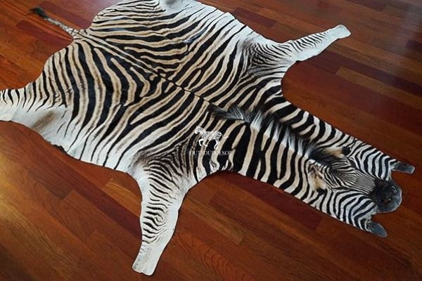 Top Selection of Trophy Zebra Hide