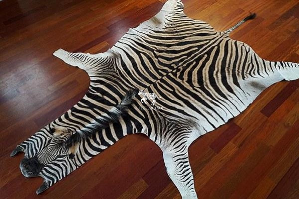 Top Selection of Trophy Zebra Hide