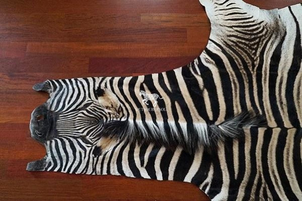 Top Selection of Trophy Zebra Hide